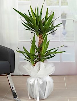 2 Li Yucca