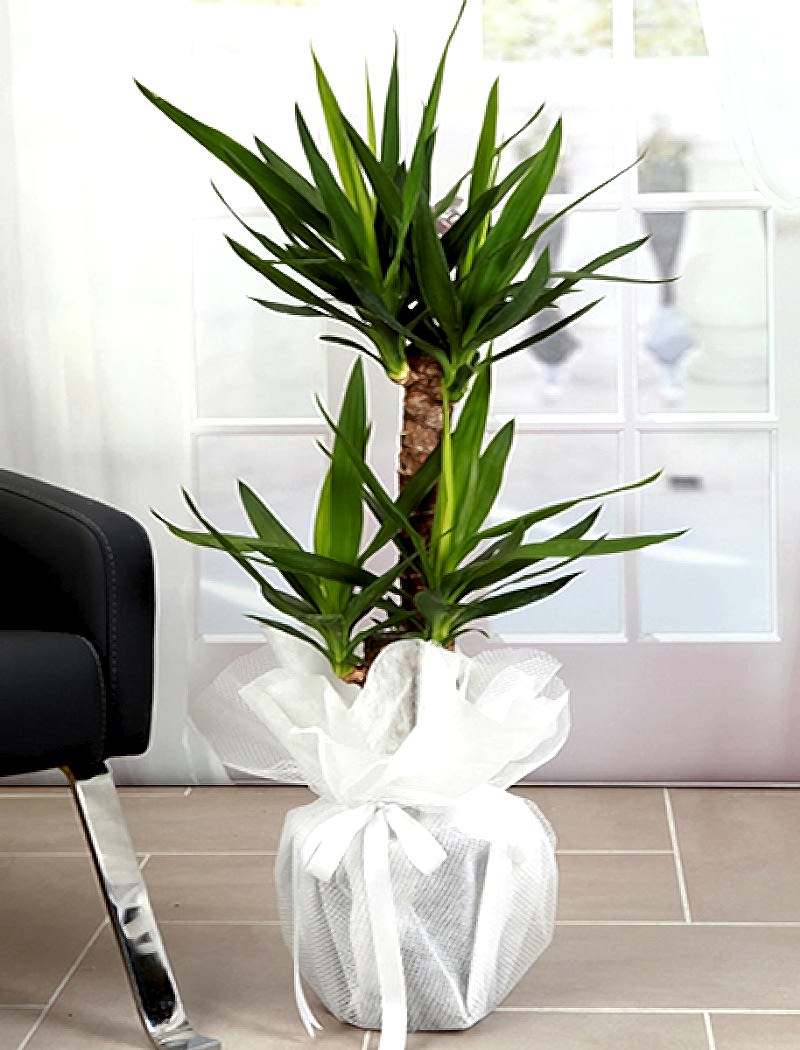 2 Li Yucca