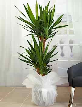 3 Köklü Yucca 