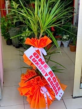 3 Lü Dracena Marginata