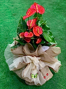 Antoryum (ital)