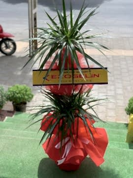 Dracena 3 Köklü