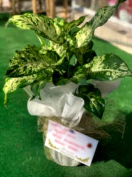 Mars Çiçeği (difenbahya)