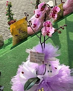 tek Köklü Pembe Orkide
