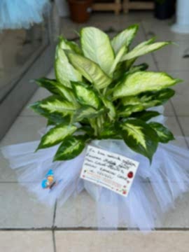 Camila Çiçeği